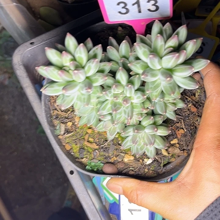 多肉植物申公豹313
