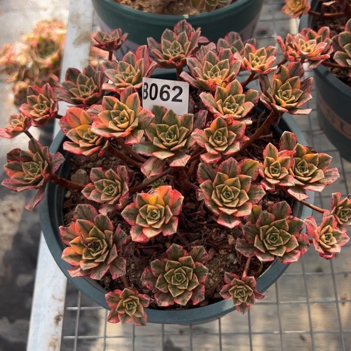 062甜茶20厘米左右