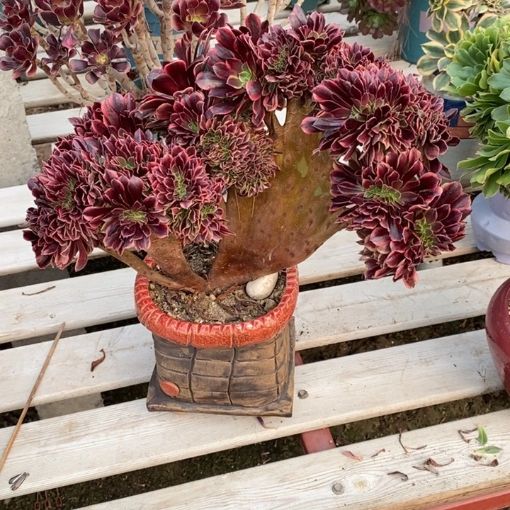 欧佳丽不带盆脱土裸根发货