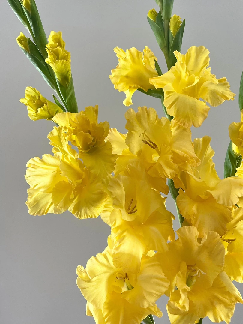 【鲜花婵之语】皇冠剑兰仙气十足剑兰鲜切花