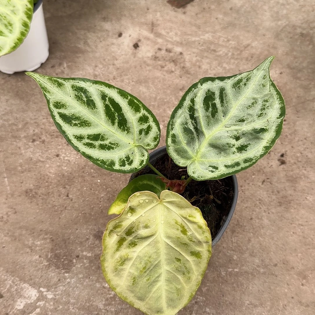 不开花植物一物一拍A94