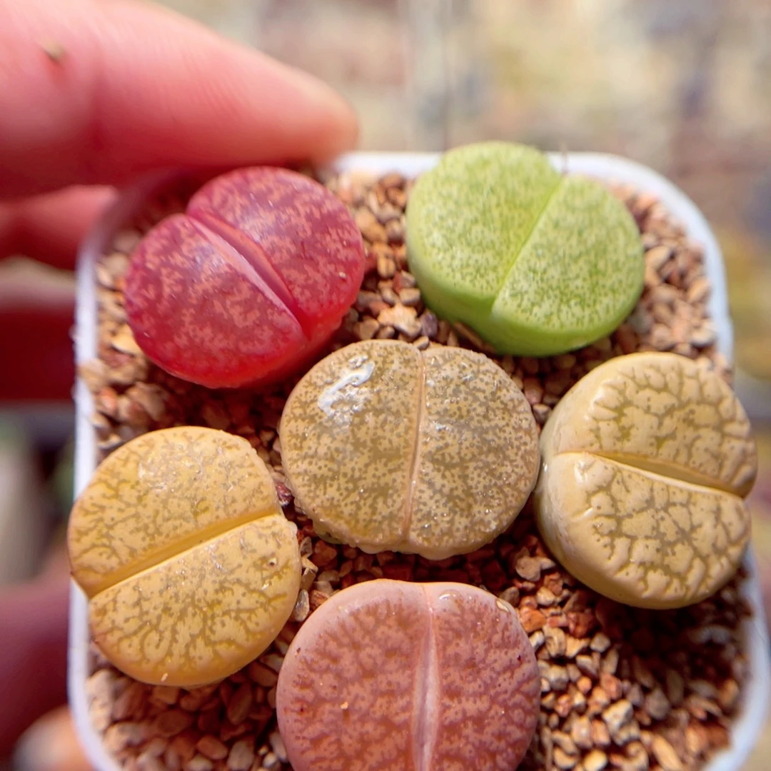 308带盆盆包邮发货