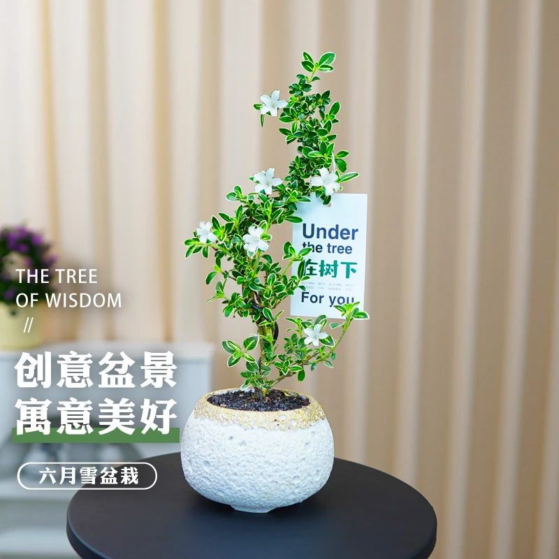 六月雪盆景书房好养绿植四季常青净化空气植物盆栽