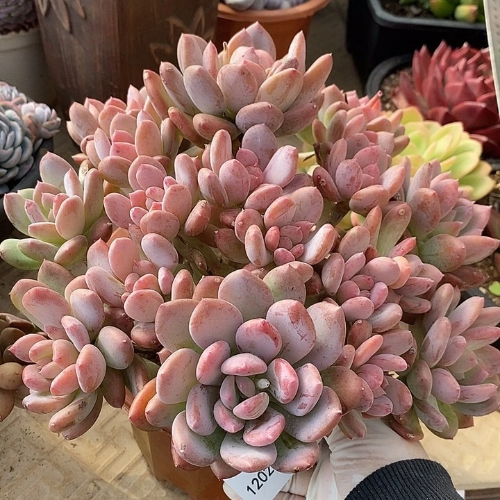 小七夕多肉灰姑娘38