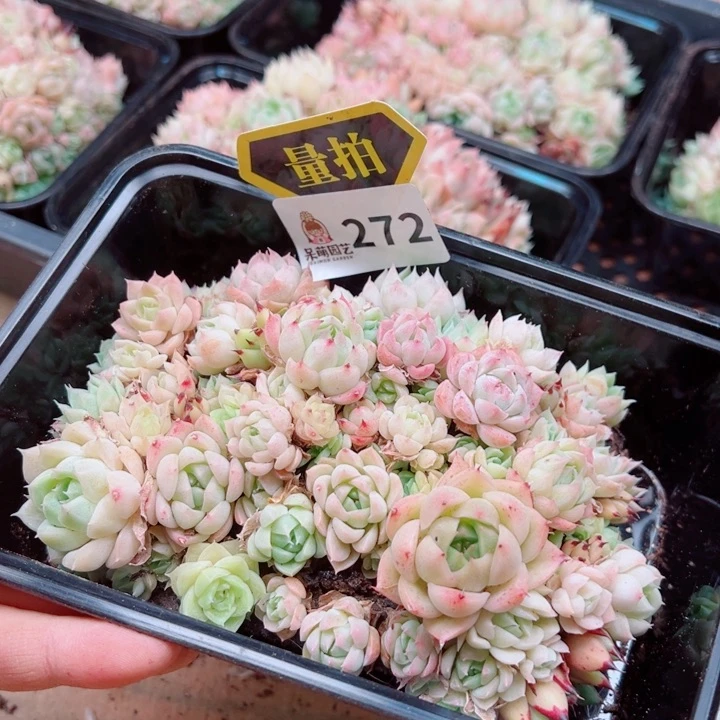 多肉植物多肉植物