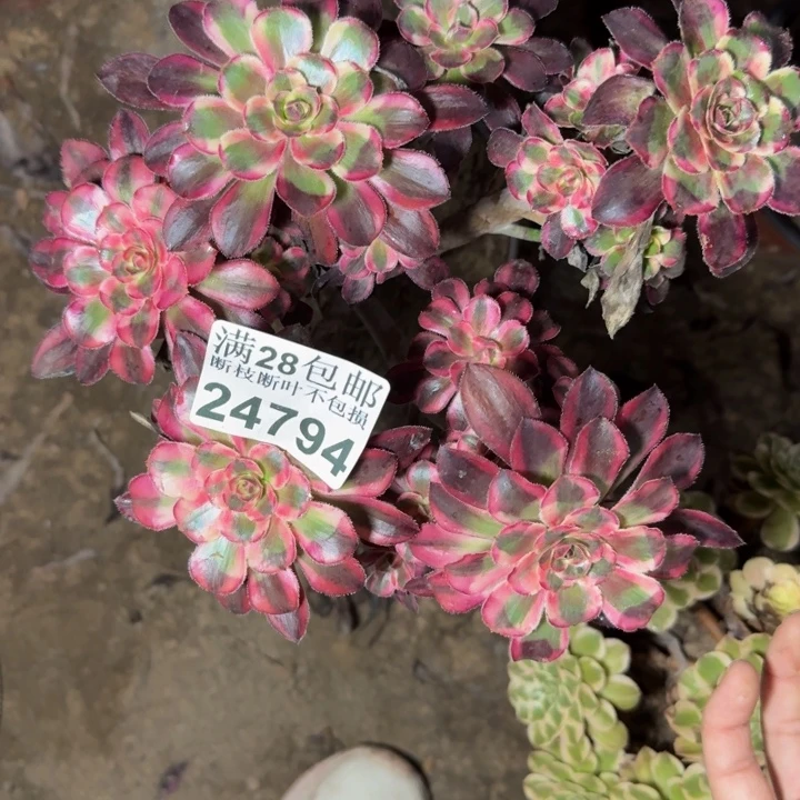 24794南丽娜多肉植物