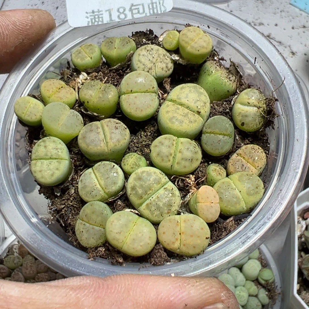 【闪购商品】 610。