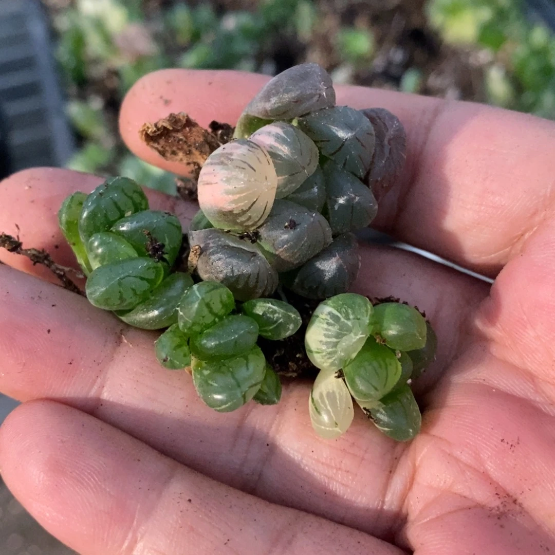 昊***茹2658 四颗一起 超级福利