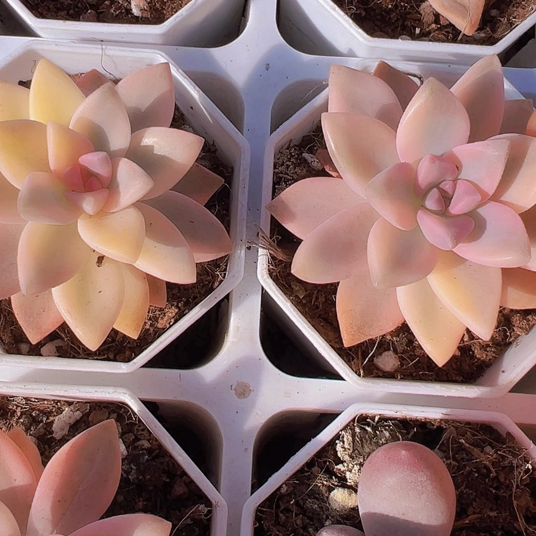 淡雪锦19包邮多肉植物