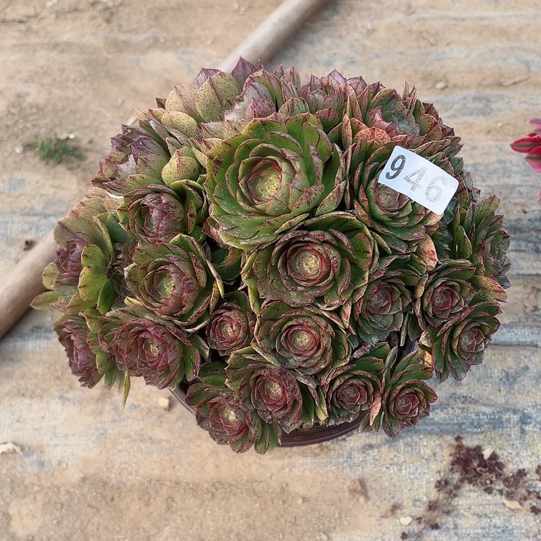 紫砂茶宠万拉丝老桩946