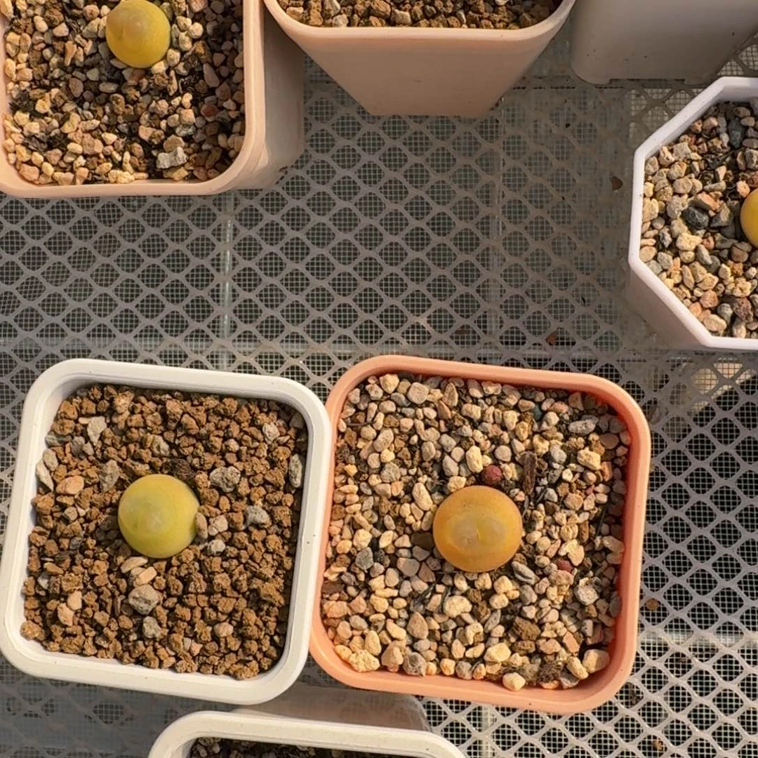 琦****7拉登三颗1.5-1.6