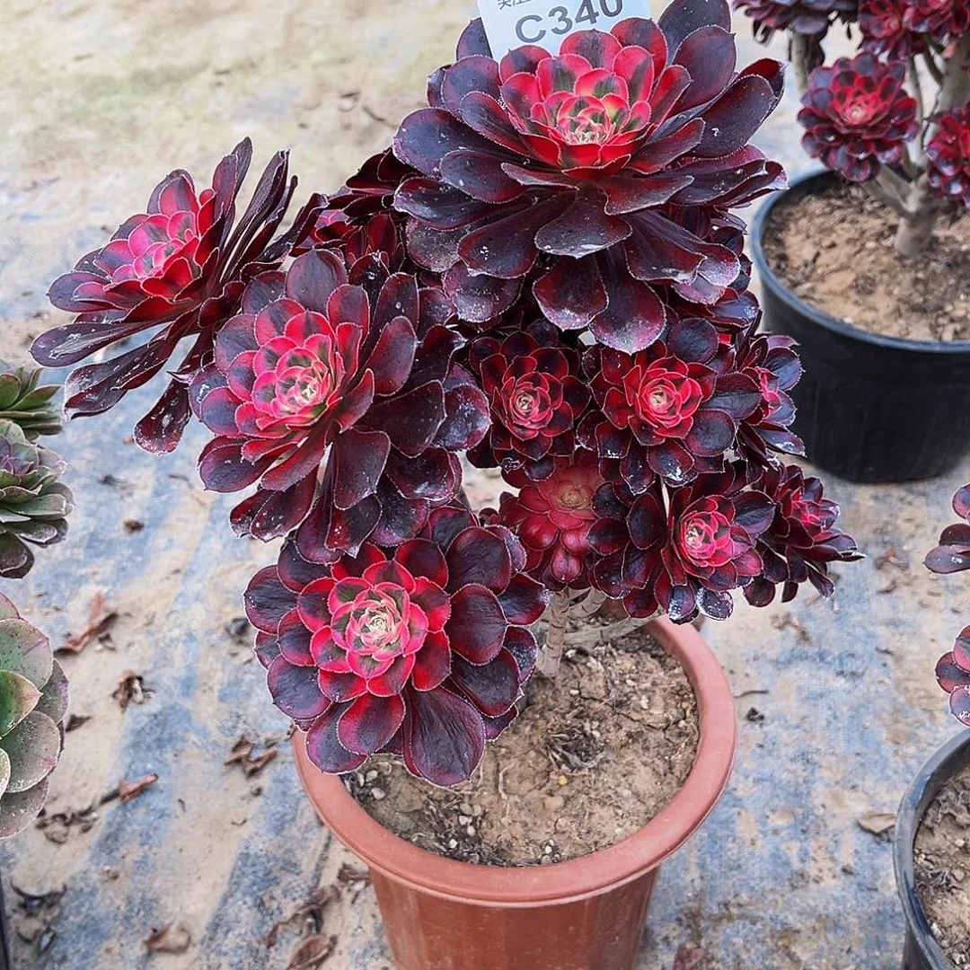 ?***?多肉植物340丽娜有断枝