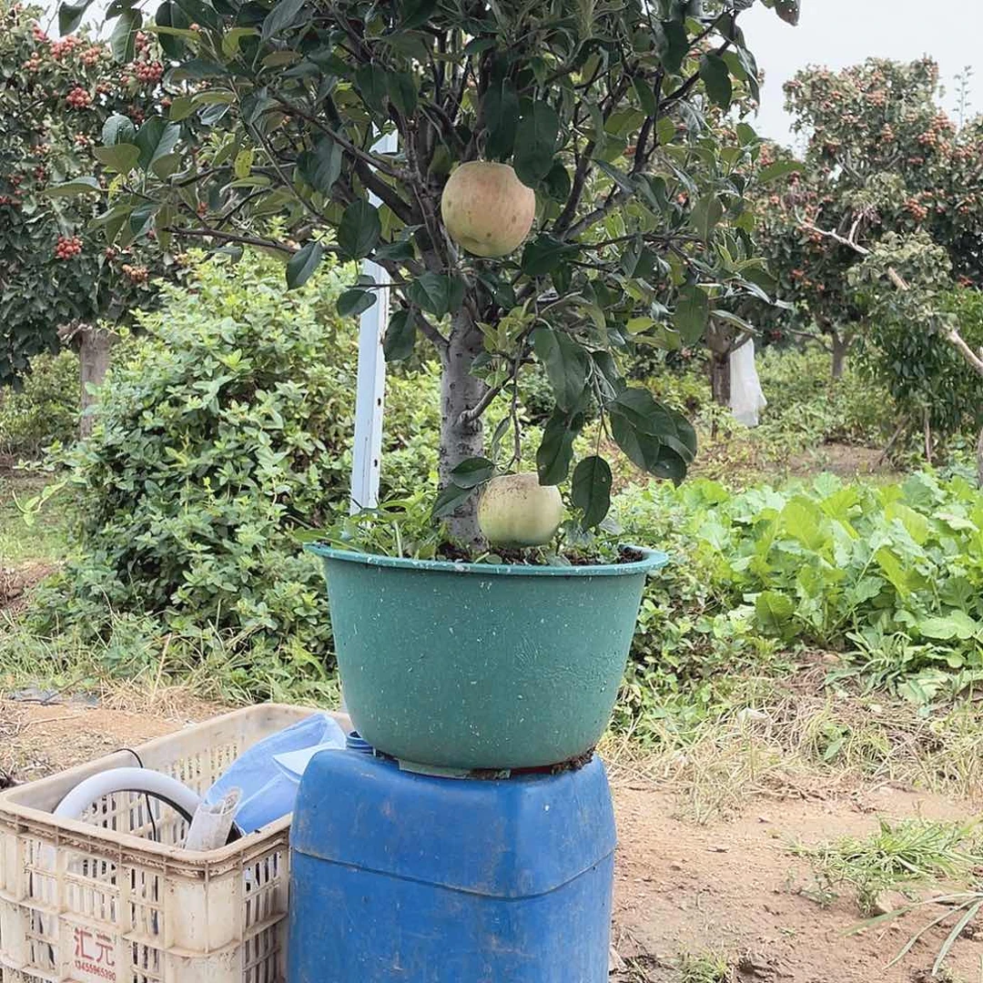 苹果树一物一拍苹果树