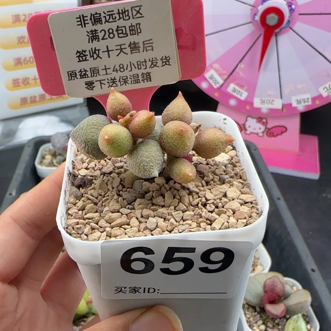 659小辣椒多肉植物