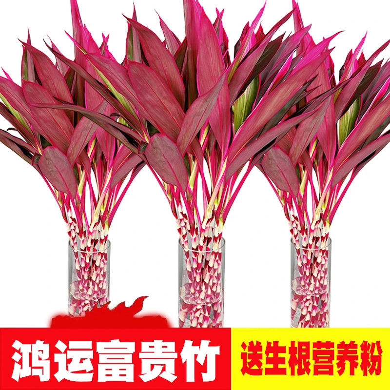 精品粗杆鸿运竹富贵竹水培植物竹子水养客厅室内盆栽绿植红叶紫竹