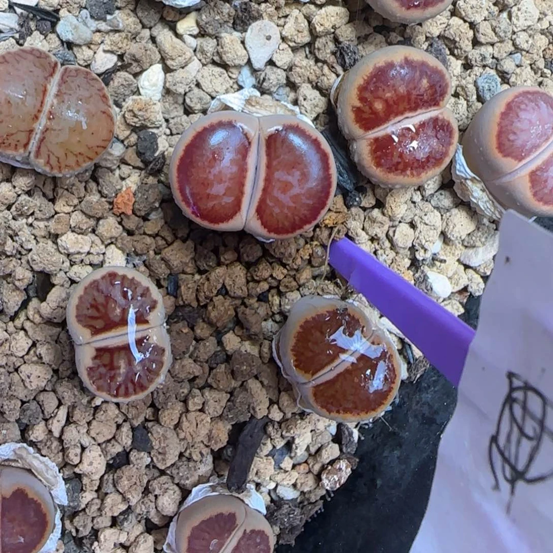 80 生石花大棚直播