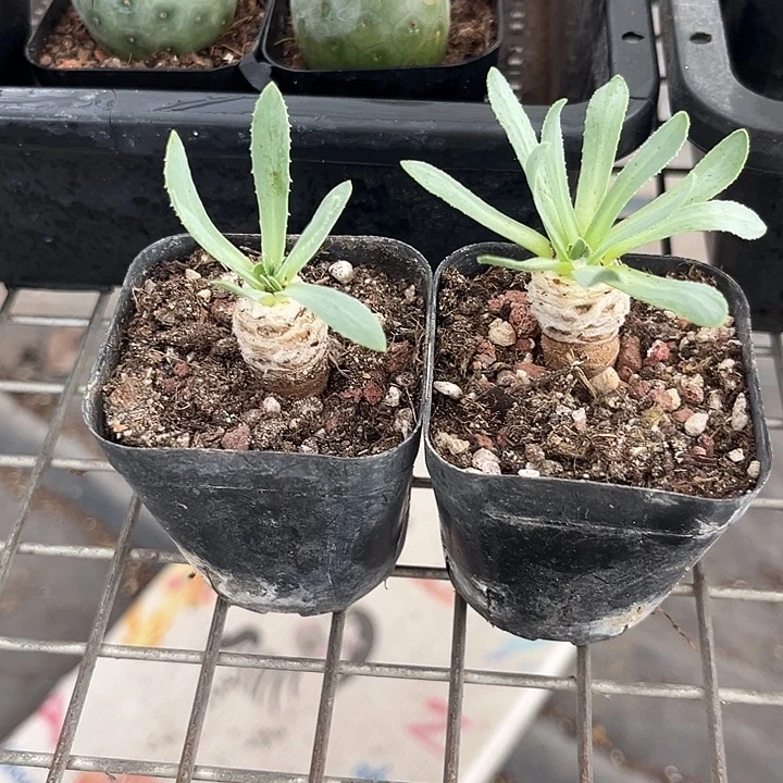 我也不知道我为什么要