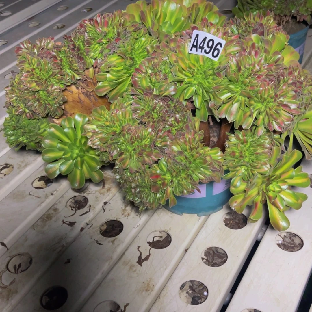 女巫宽中班7////8包邮