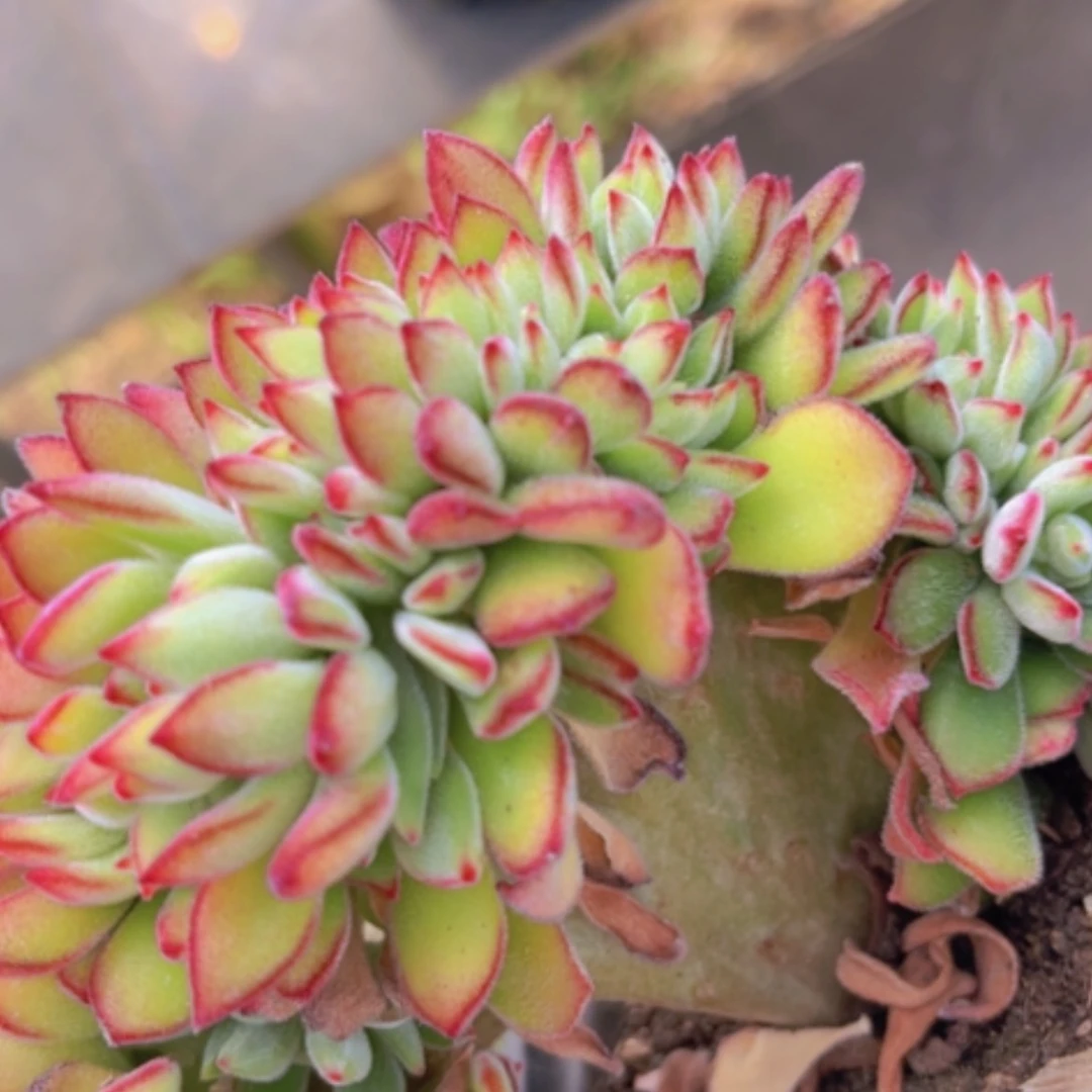 【闪购商品】红兔耳缀15122