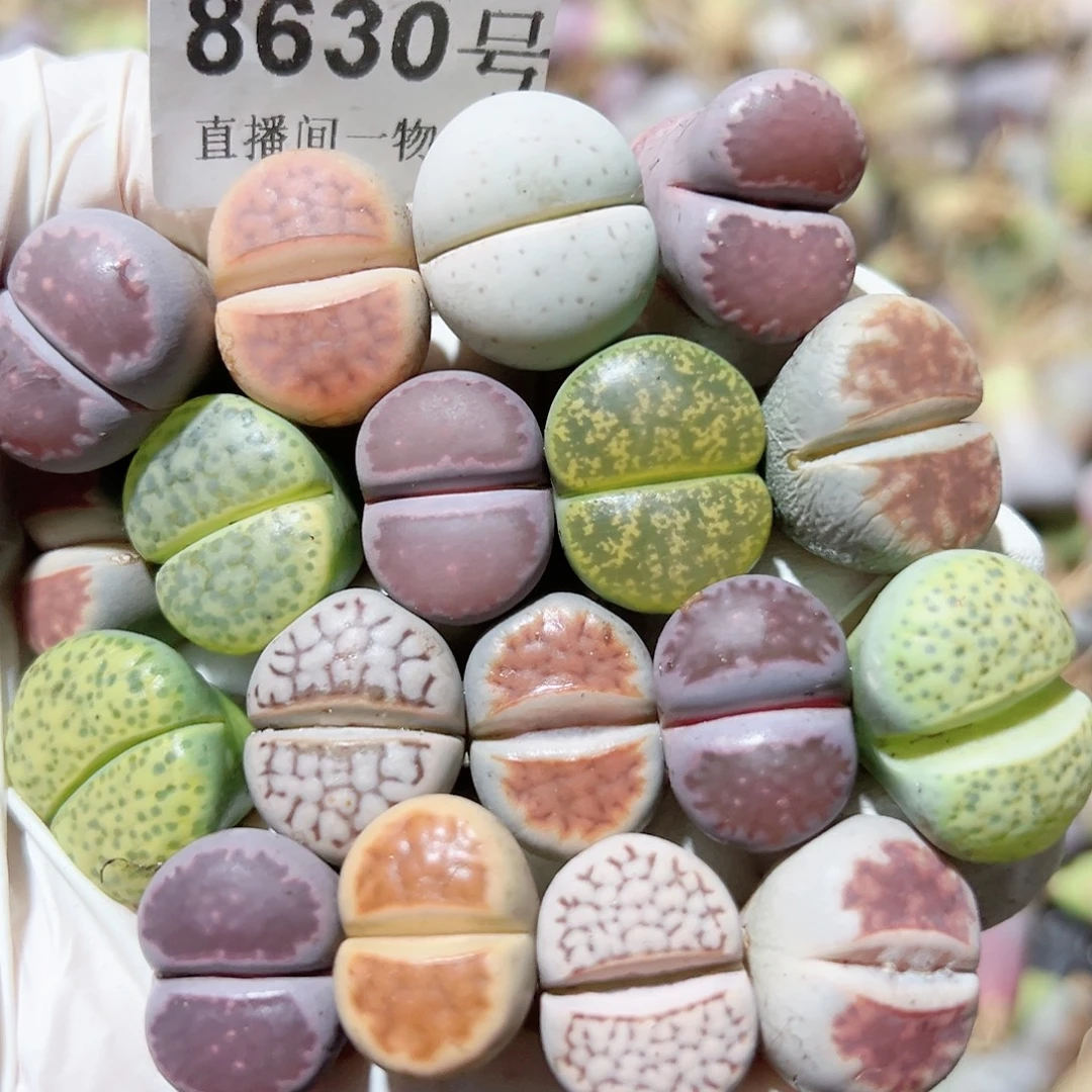 8630 好养易活生石花大母本18个