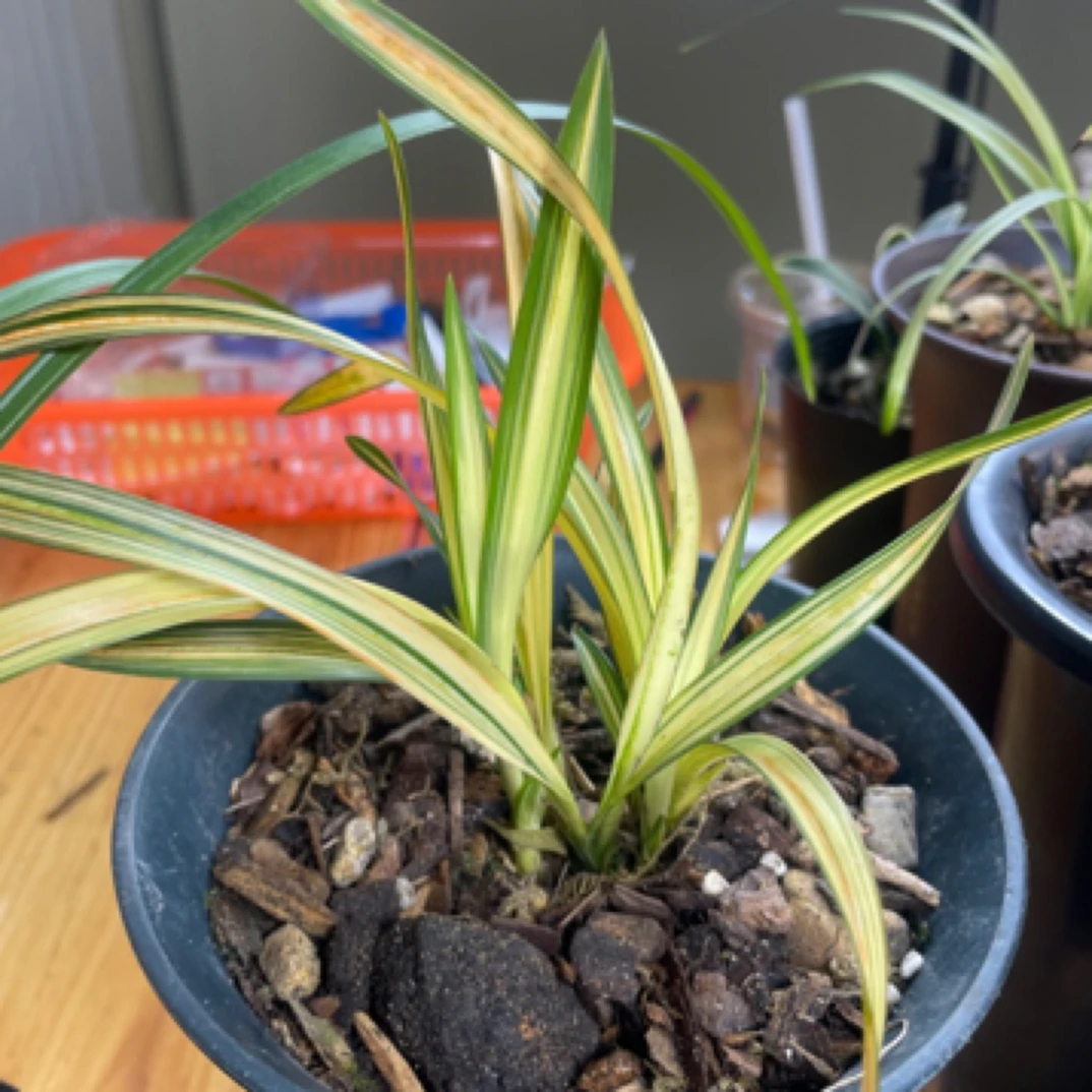 艺草 兰花朵香朱金 中透 3苗草特壮