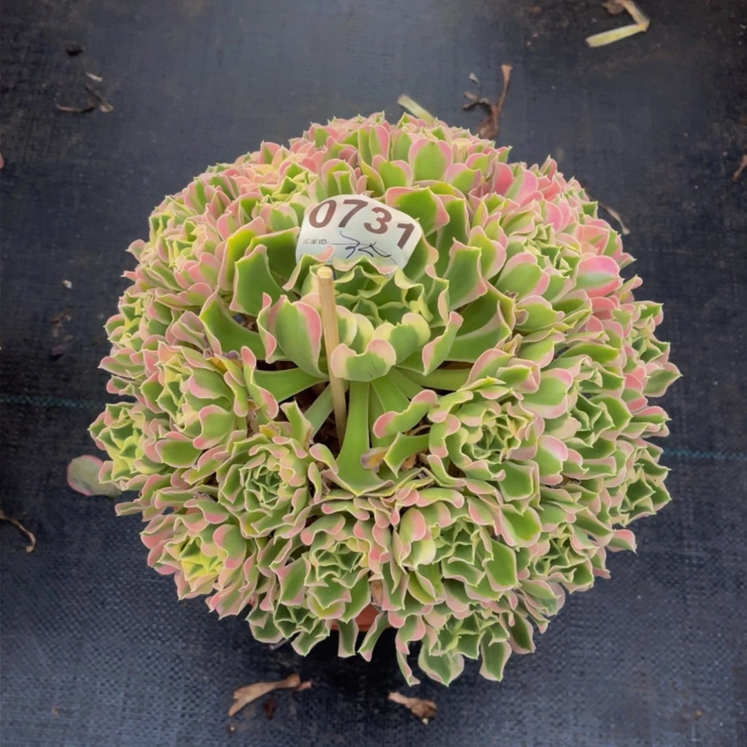 雨花石白风0731福利
