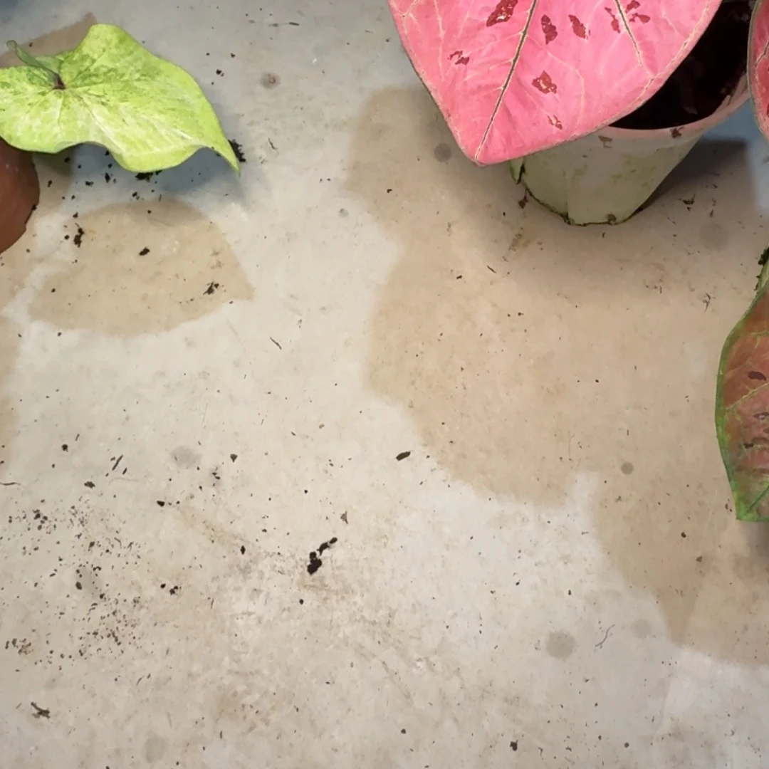 美***熙无花朵抹茶女王  粉草莓