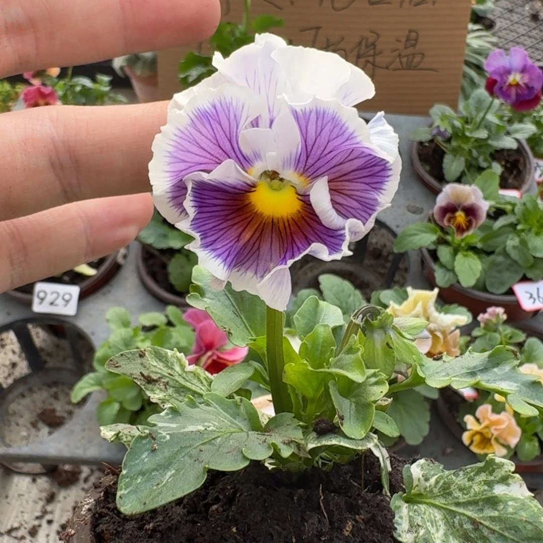 大部分花苞少量开放320