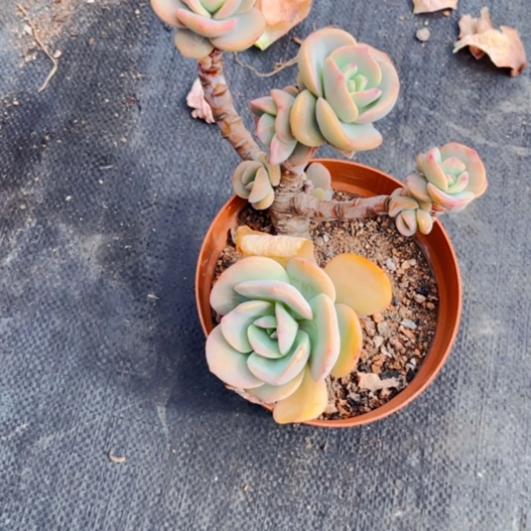 【闪购商品】?****?白凤