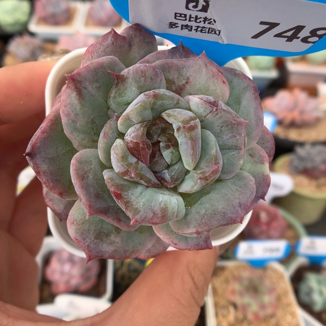748冰魄石化多肉植物