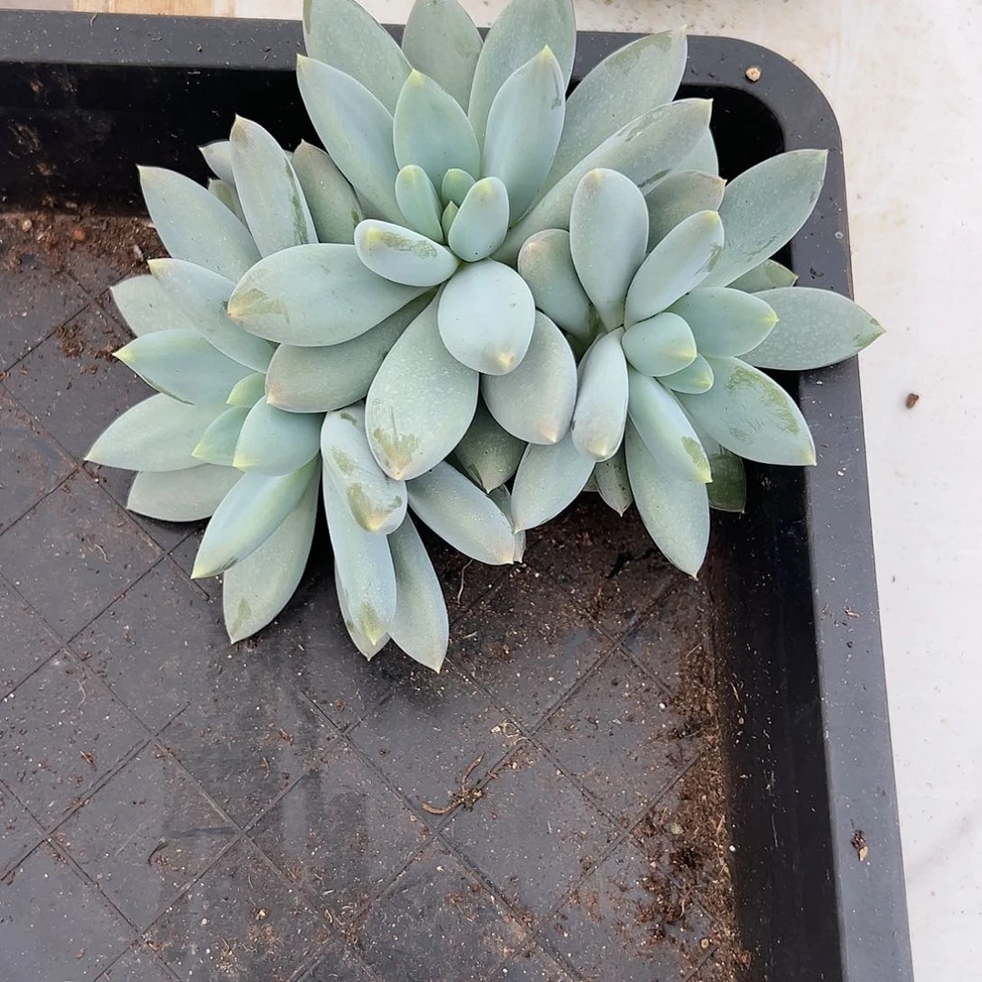 【闪购商品】哥特胖体大群