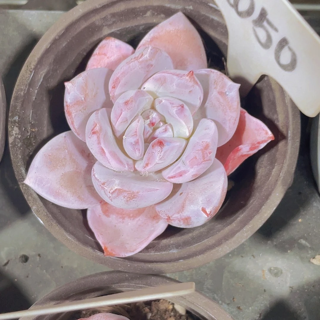 财**溏心雪天使a050一物一拍