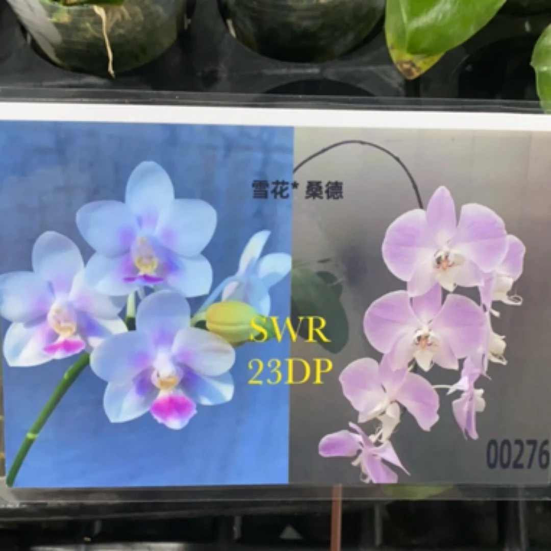 蝴蝶兰 雪花交桑德 兰厂直发