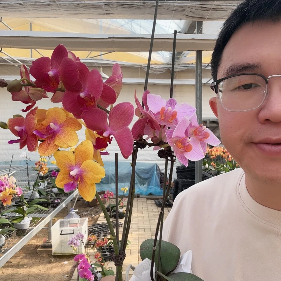 完全开放布林迪西➕香恋单剑➕圣罗莎