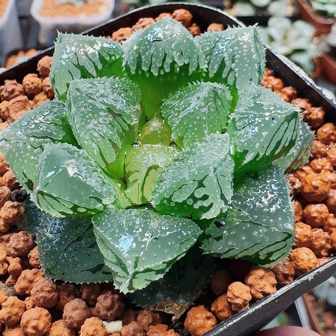 十二卷 魔刺巨大窗 开播福利