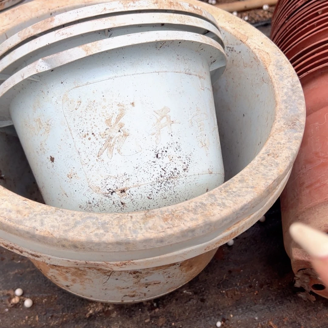 富贵花开盆34口径 6个