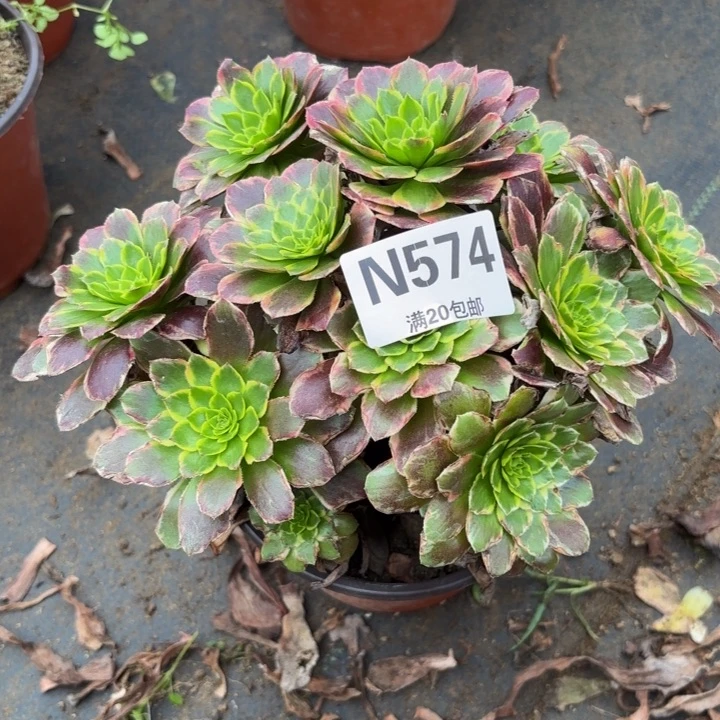 瑞妈多肉园艺574-朝霞，