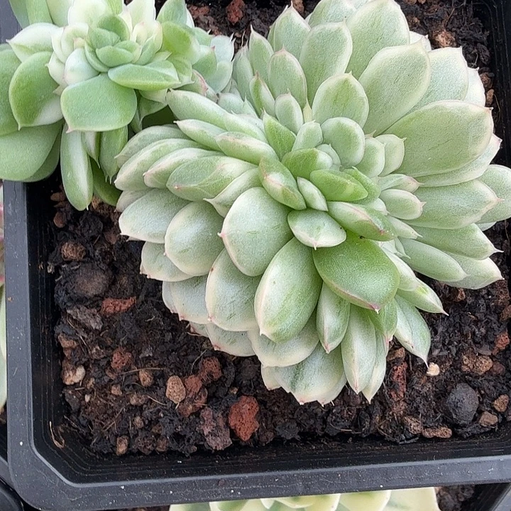 麦秆锦多肉锦植物