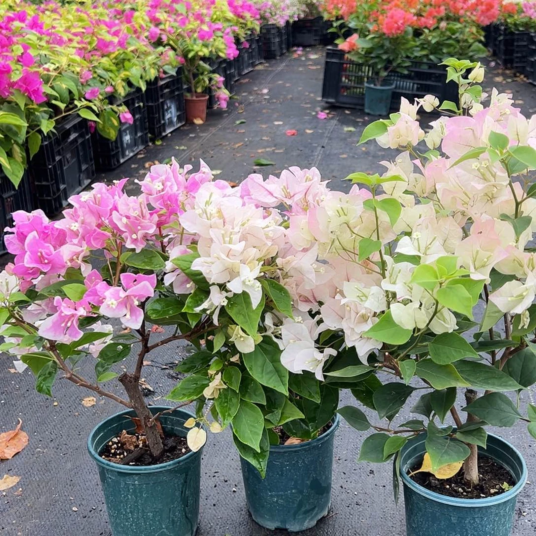 大部分花苞少量开放广红英，章红英，绿樱组合