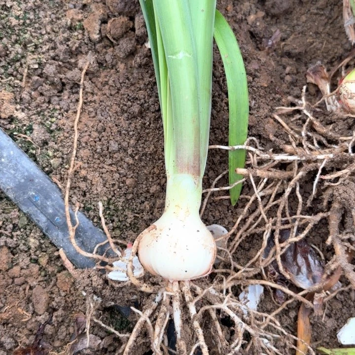 无花朵孤宝仙子包对版二号