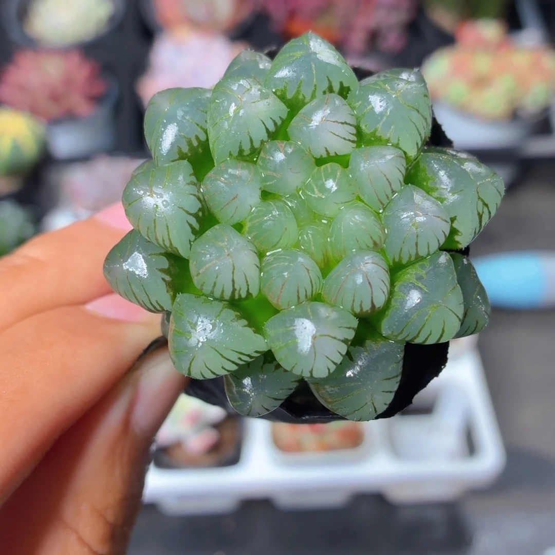 姬玉露多肉9.9包邮发货