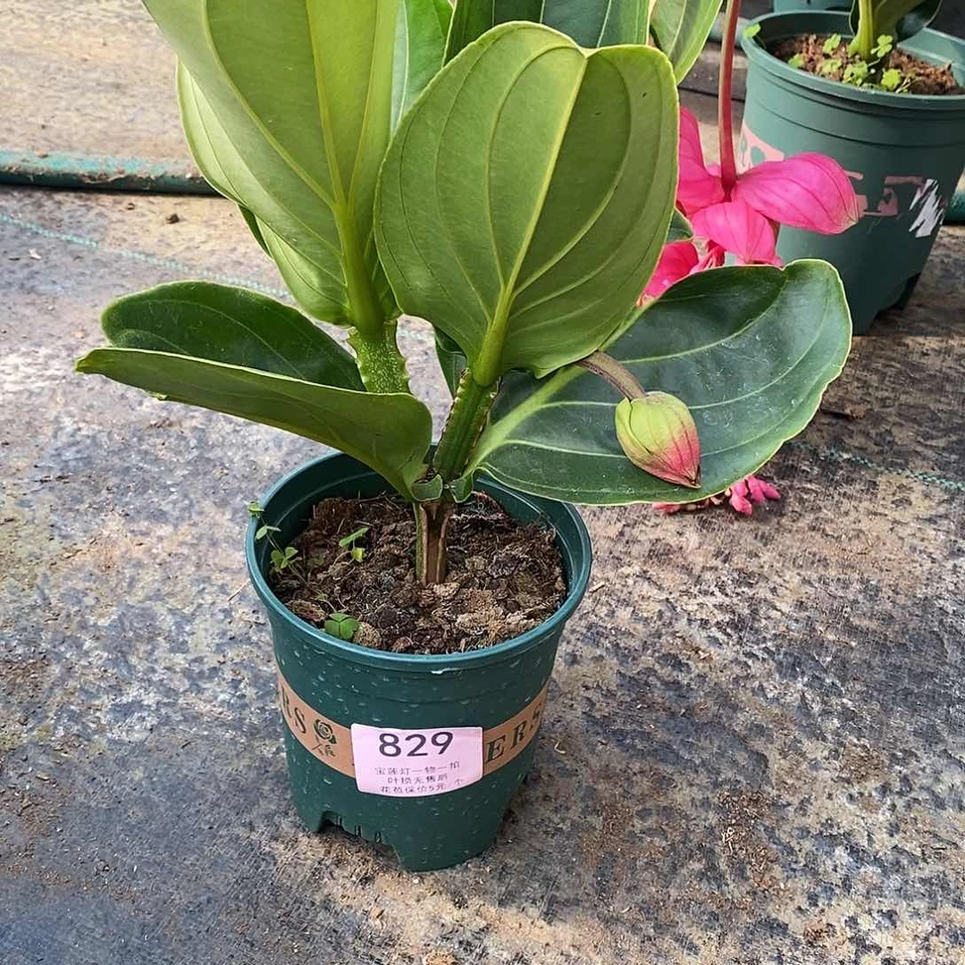 木本植物任木本花卉829