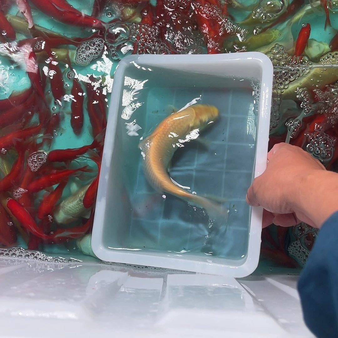 锦鲤包邮，包损，27