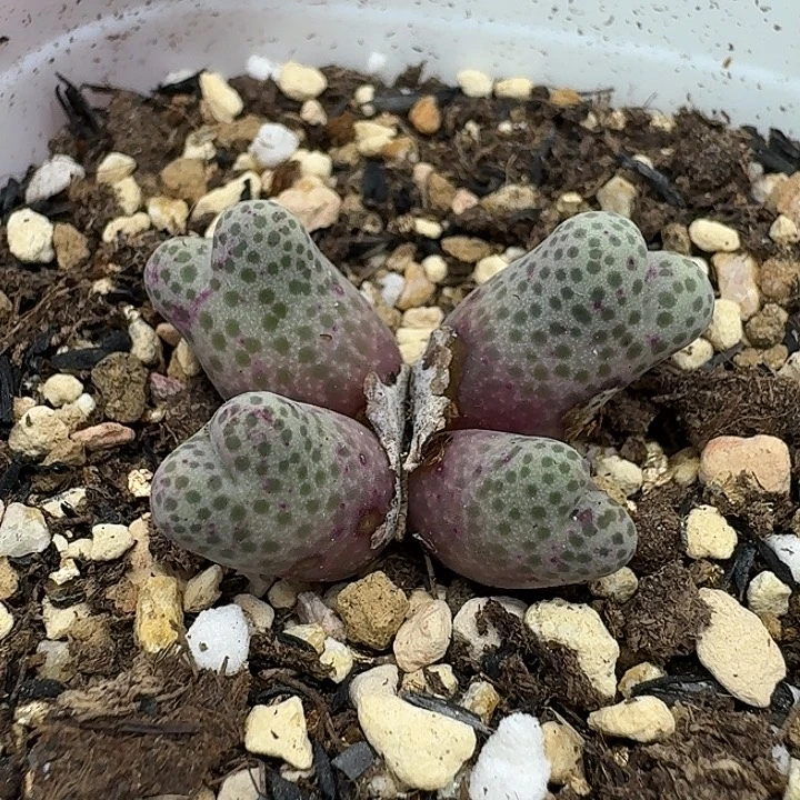 老马生石花95d斑马2142