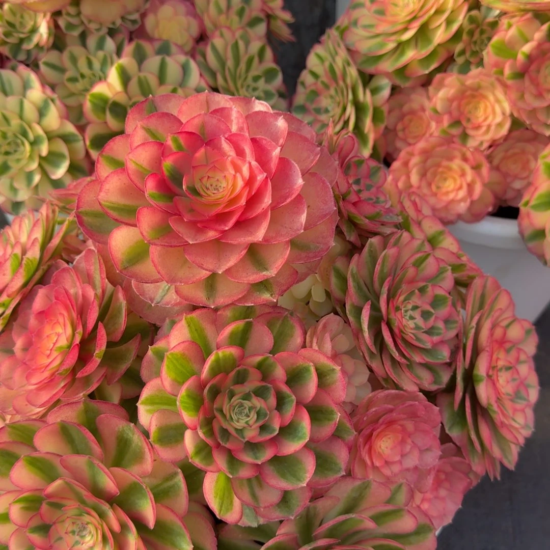 九***秋无花朵xnxnxnxxnnxxnd