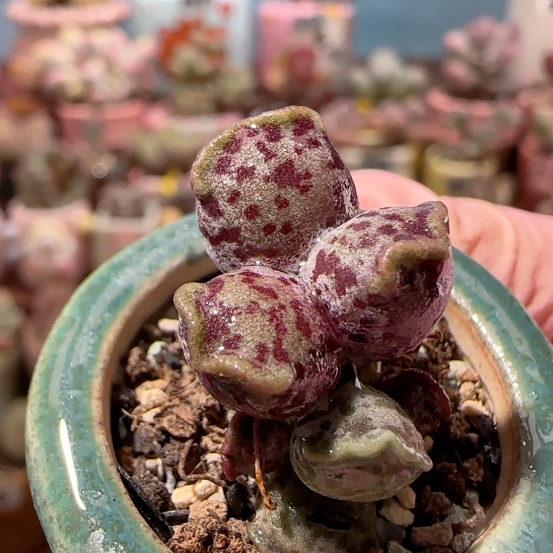 粉丸带侧芽 盆口2.5cm
