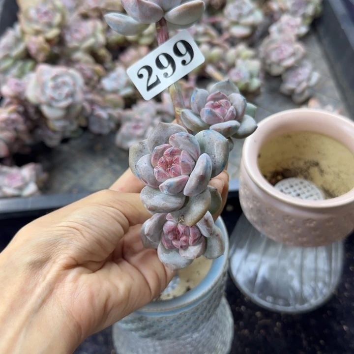 星影4头无根一物一拍299