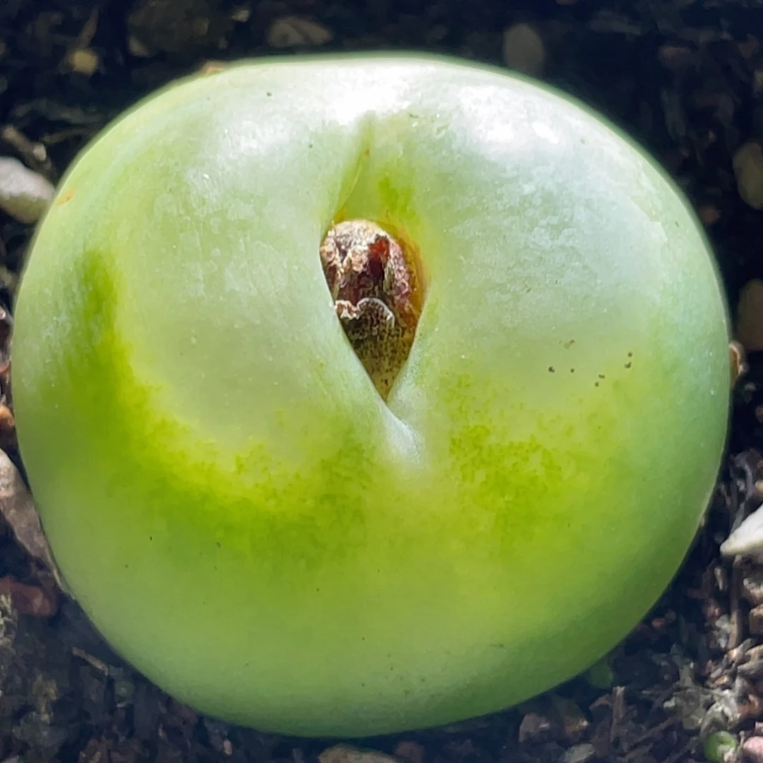 2倍距离拍的～尺寸3.1