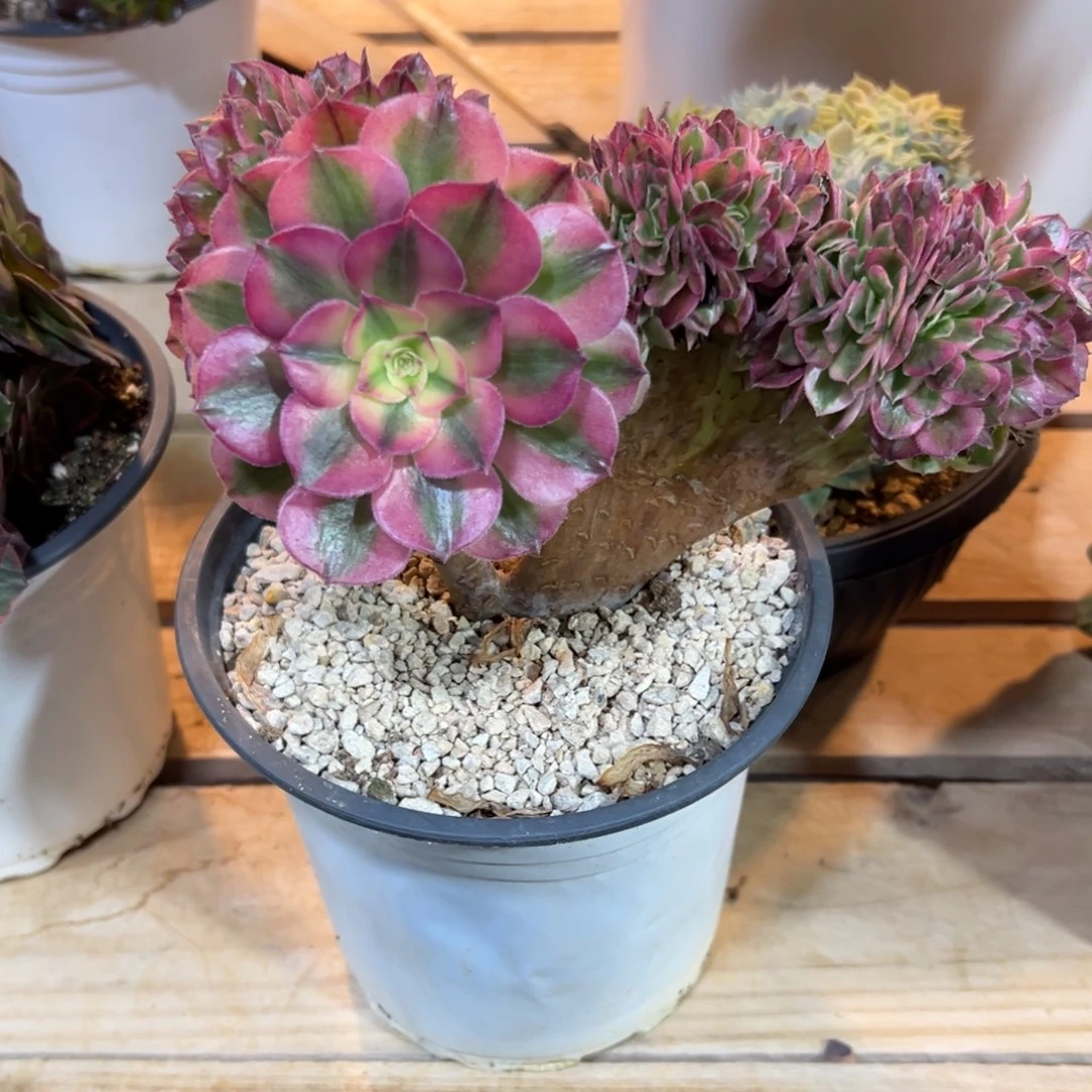 倾城缀化老桩厚板朵缀