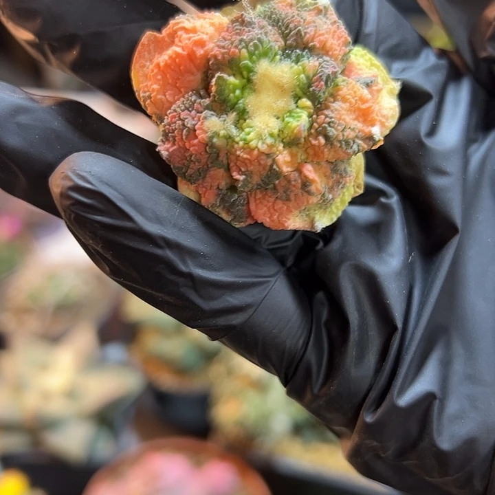 58号自根哥斯拉锦4.2公分